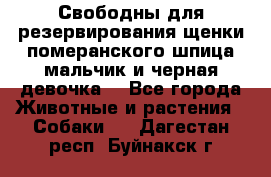 Свободны для резервирования щенки померанского шпица мальчик и черная девочка  - Все города Животные и растения » Собаки   . Дагестан респ.,Буйнакск г.